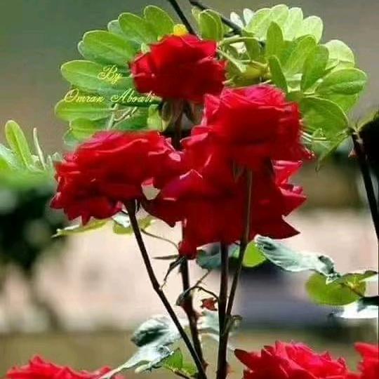 ꧁💞꧔ꦿ幸运℘相随᭄ᩚ꯭ᩚ💞᭄᪲ᩚ꯭