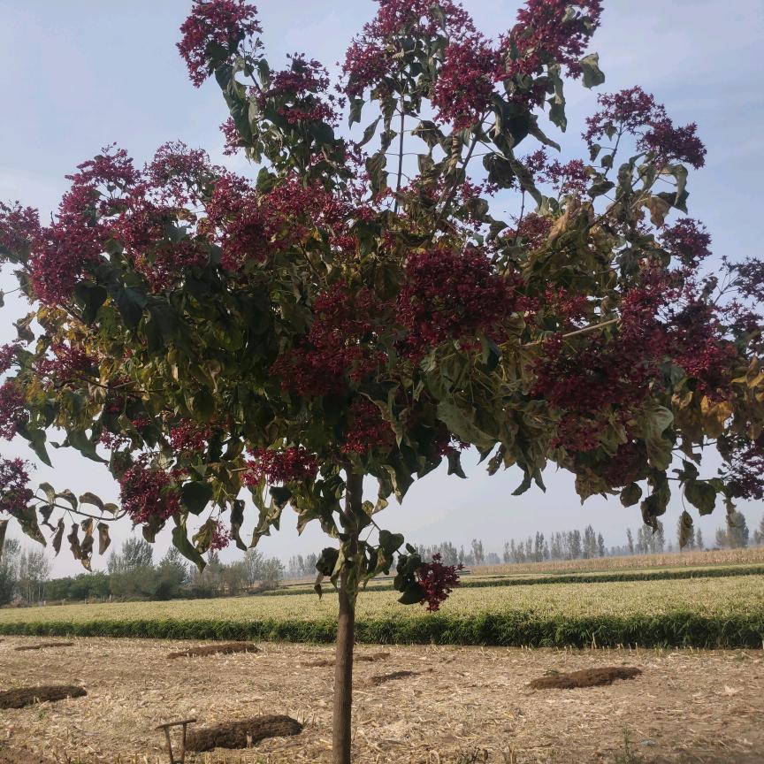幸福每一天76404