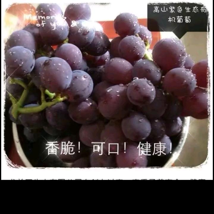 龙御庄园有机葡萄种植专业户