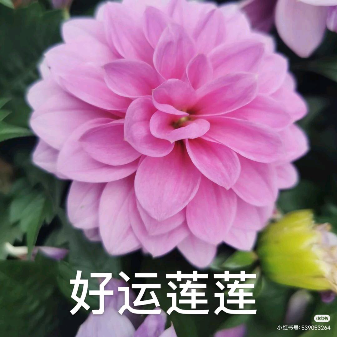 出水芙蓉