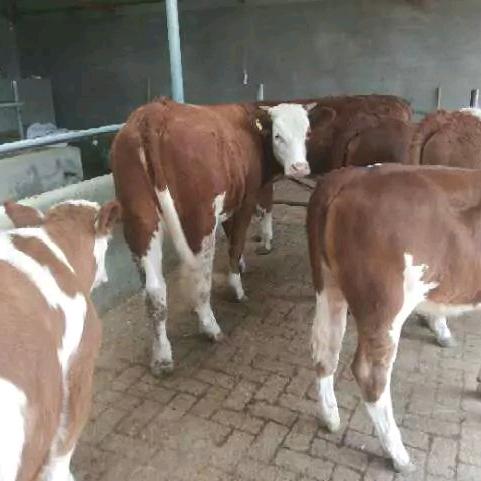 养殖肉牛，@兰姐@