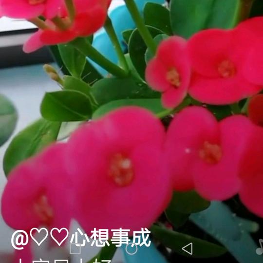 芳香