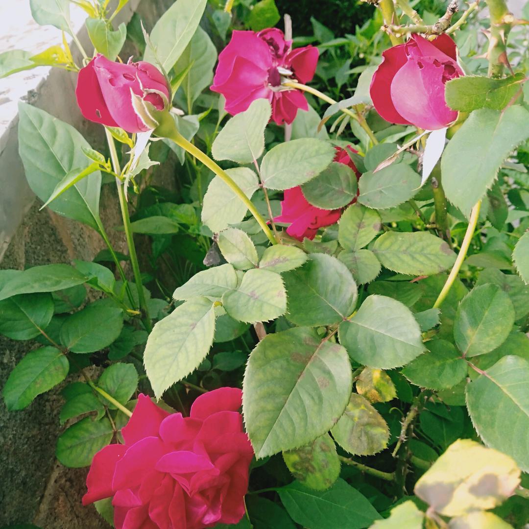 彼岸，灯火阑珊