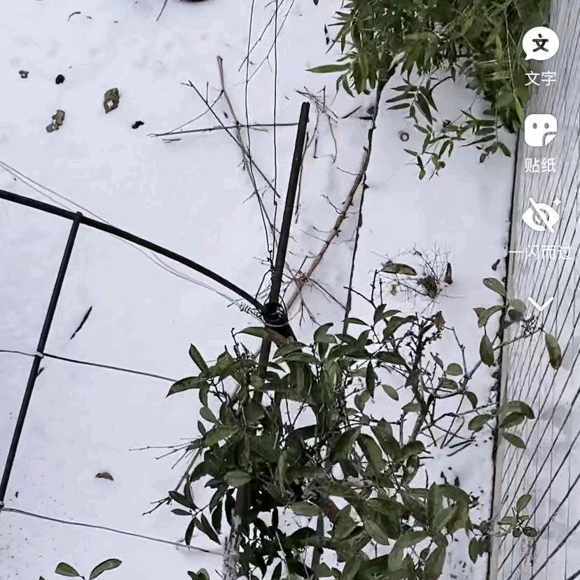 我行我素