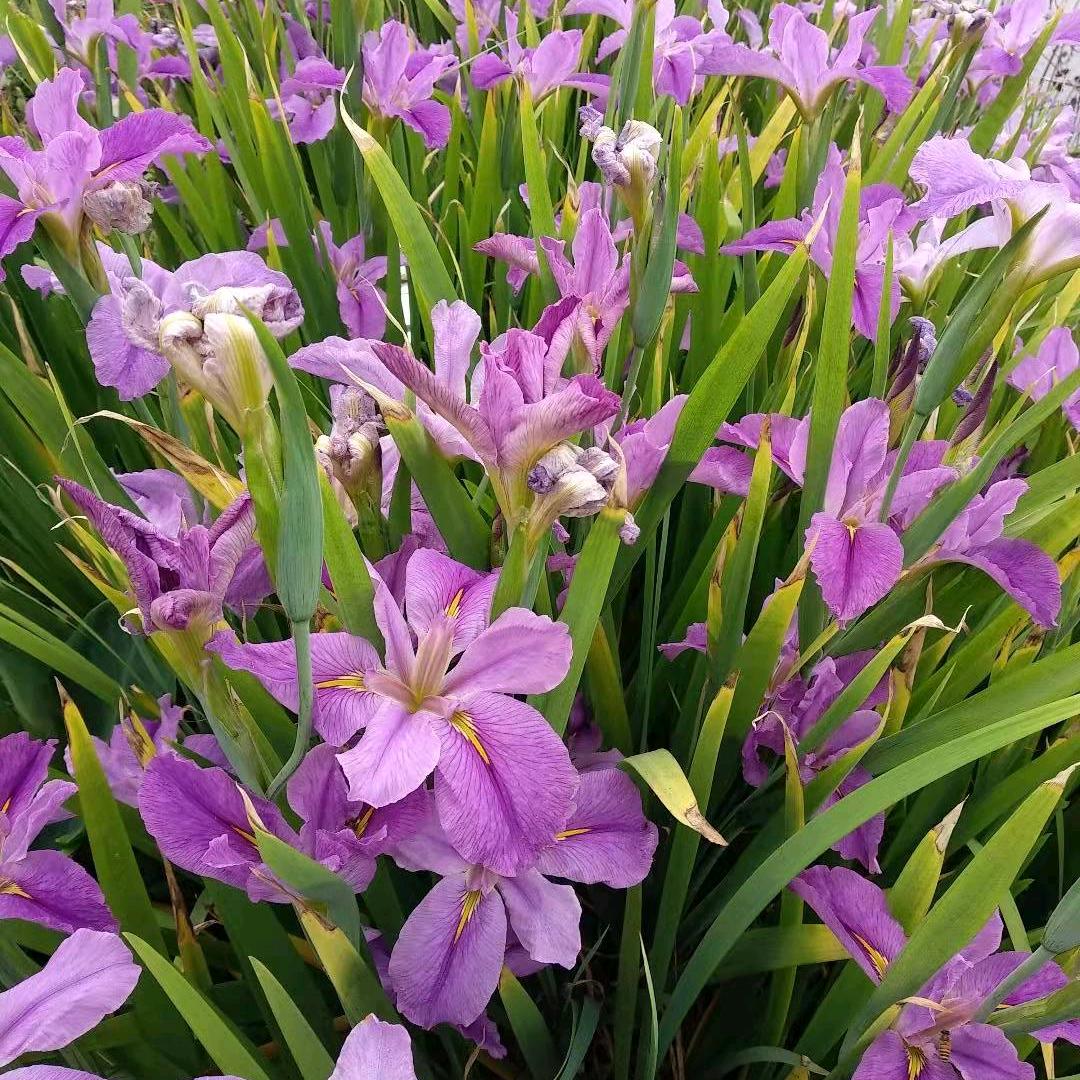 绵阳抖音美食