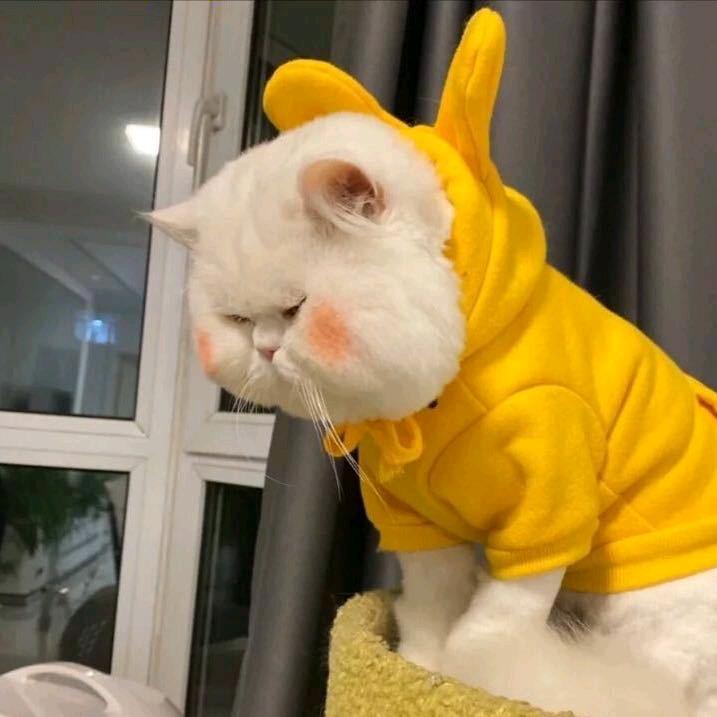 买了一盘大香蕉