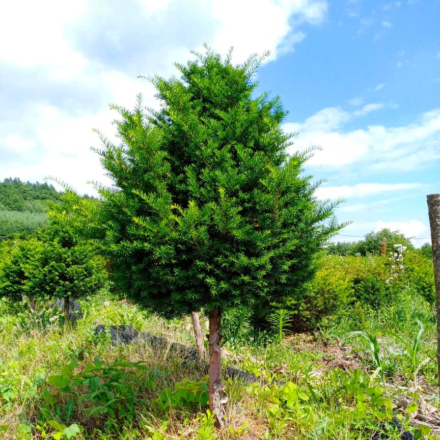 东北红豆杉苗圃