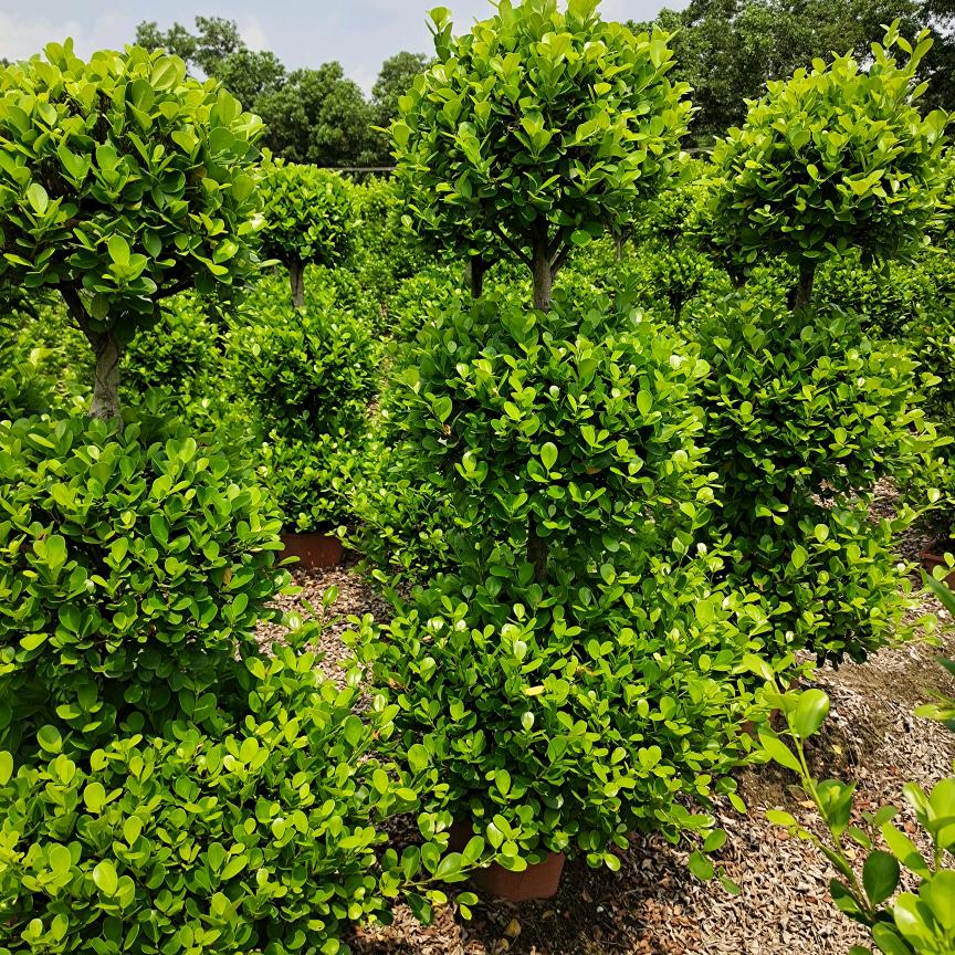 火山榕基地直销<赵哥哥>