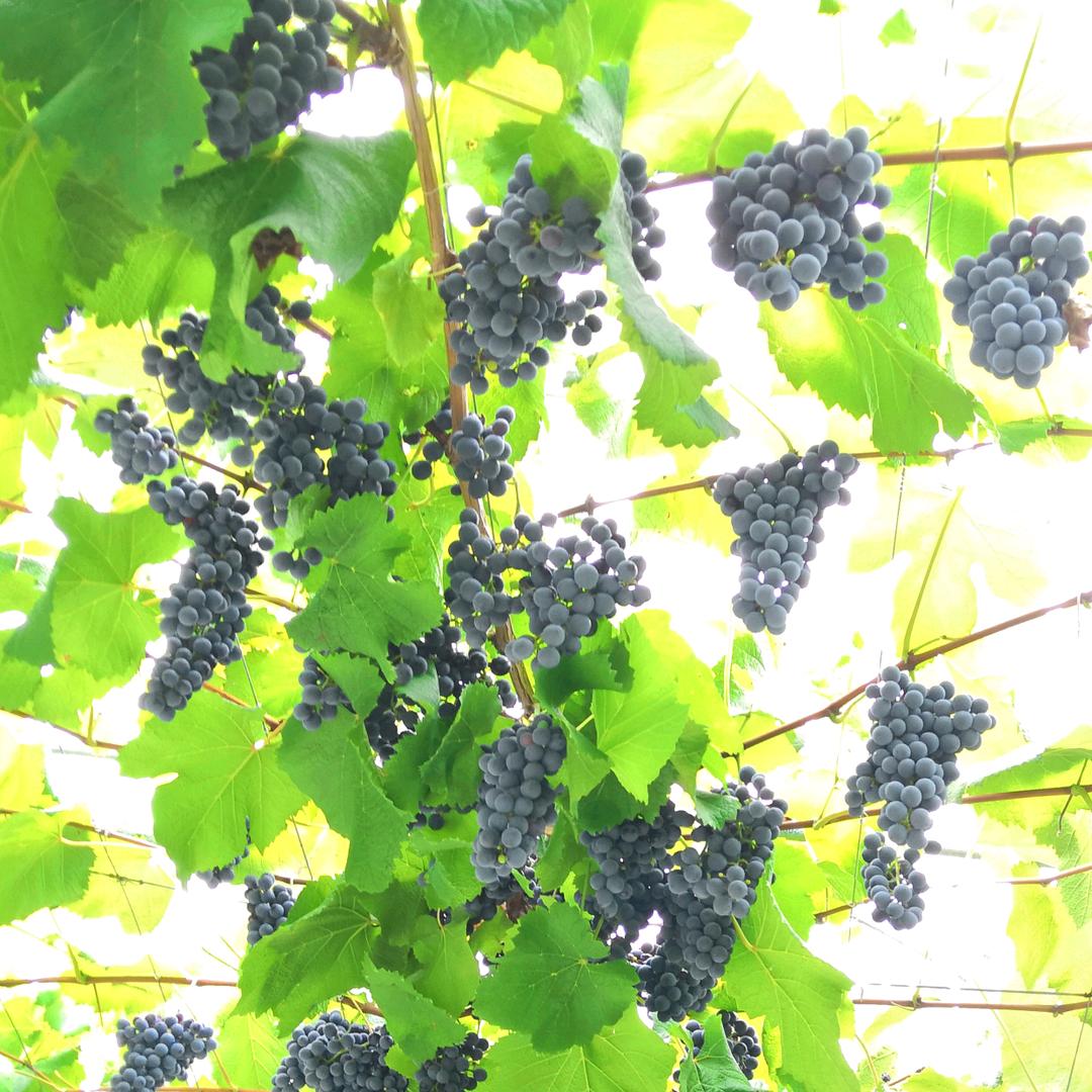 长泰县格林美提子观光园有限公司