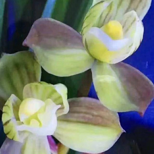 绵阳馨香国兰－白光明