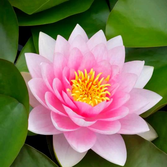 花好月圆🌸🌸🌸