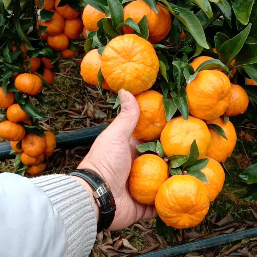 啸聚山林