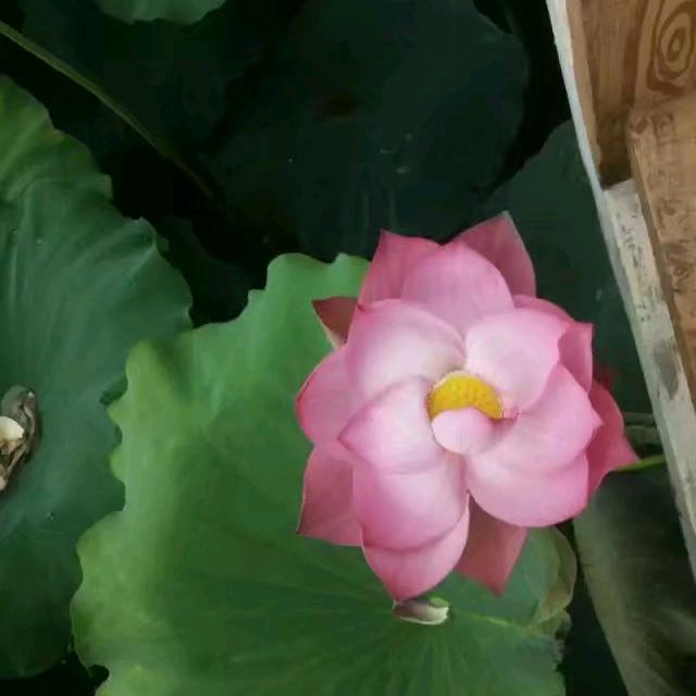 🌈开心快乐🍀