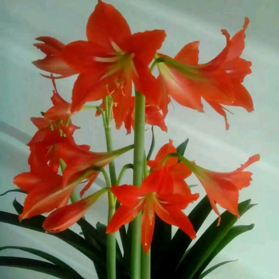 蒙根高勒