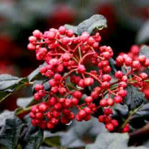 陇南市乡源花椒种植合作社