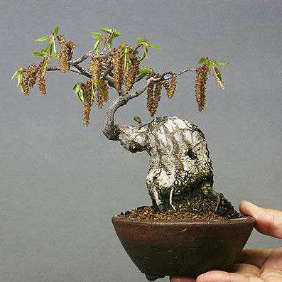 木深盆景