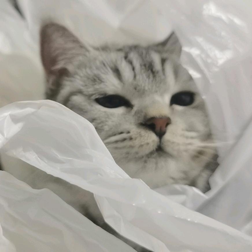 红油抄手老牛逼了，但是黄了
