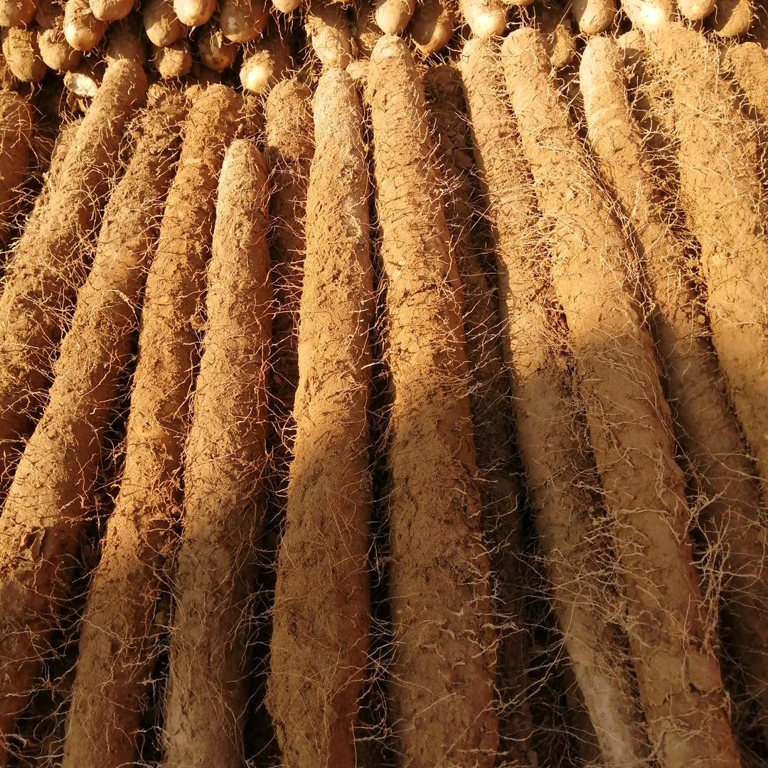 辉哥山药合作社