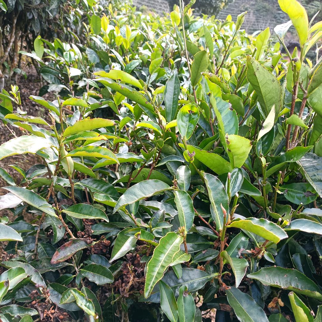 农耕年华😊耕者无忧