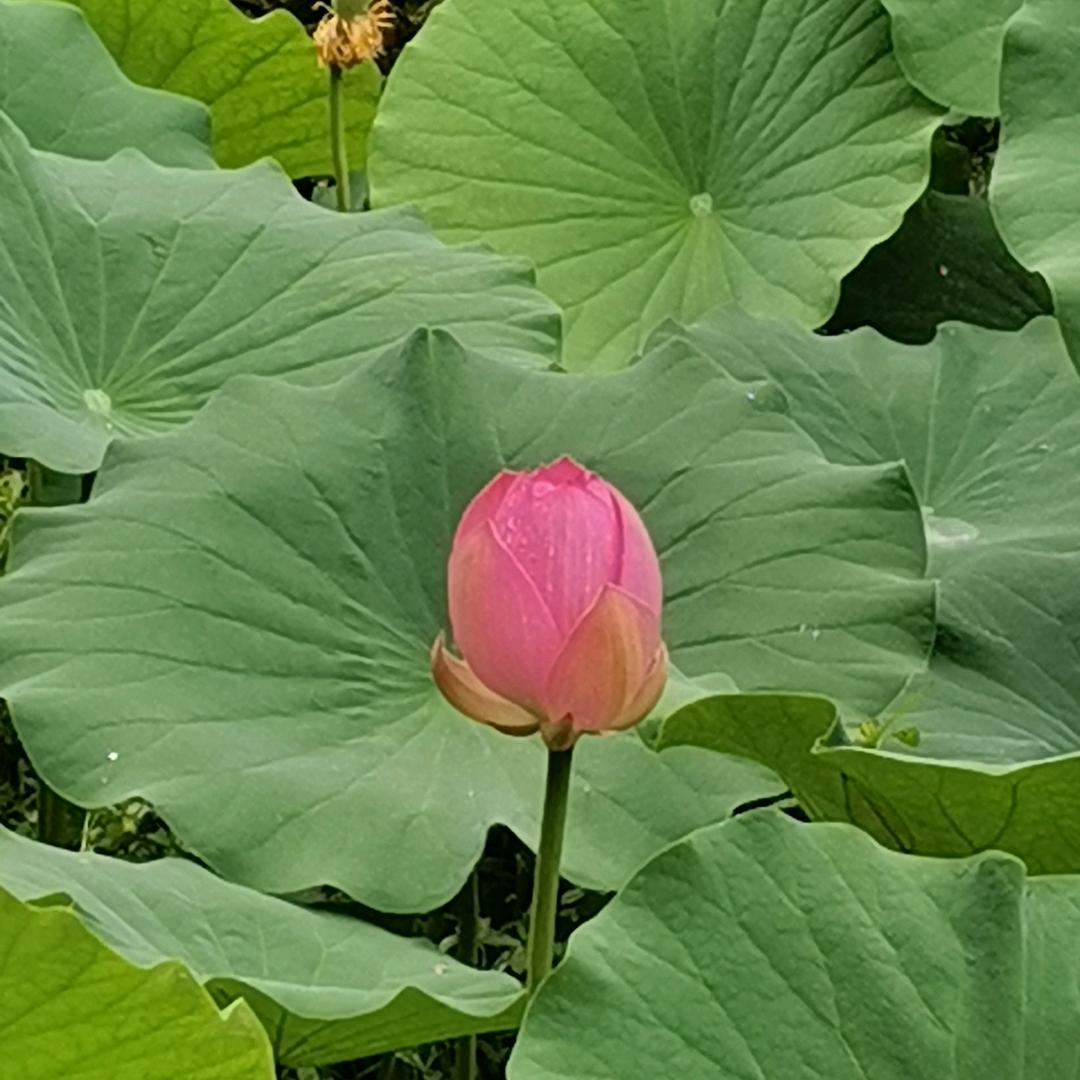 远方