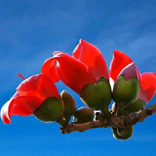 ℋღ᭄雨滴🍒᭄💞࿐