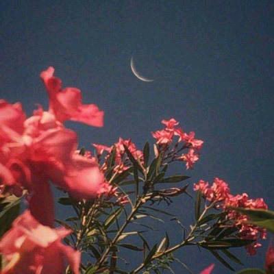 绿萝