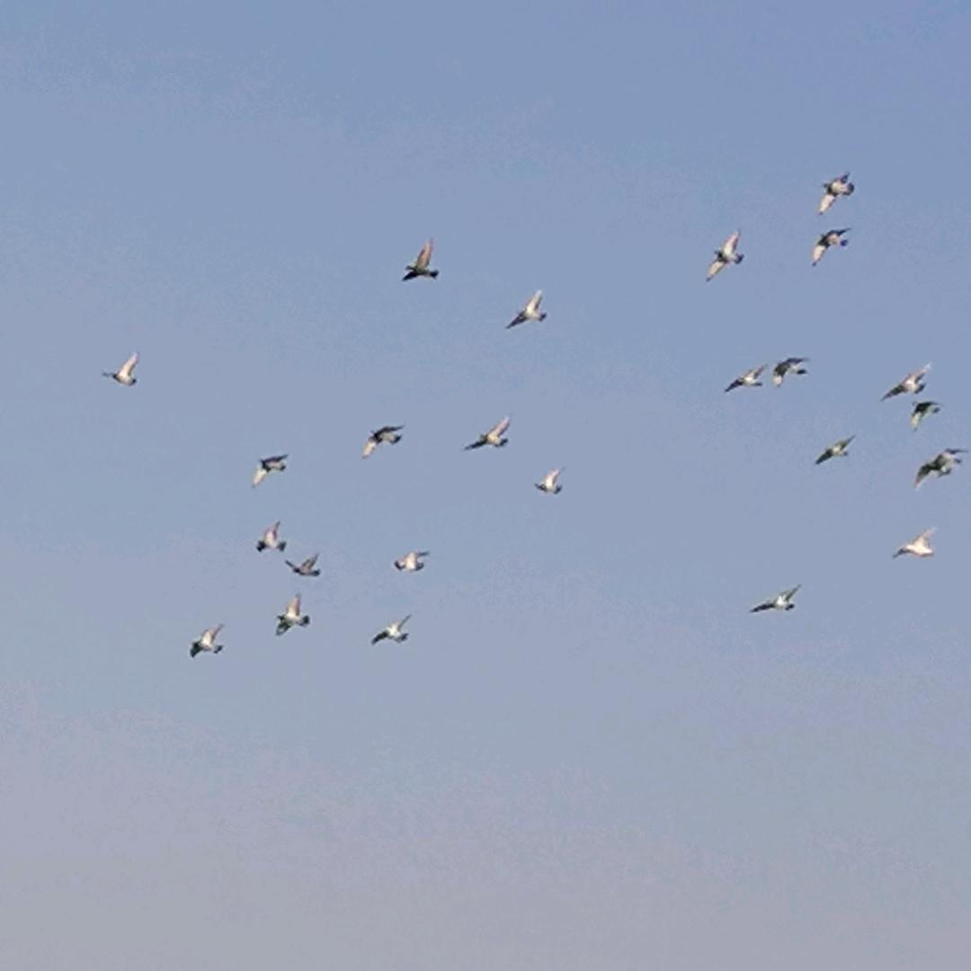 泽泽泽
