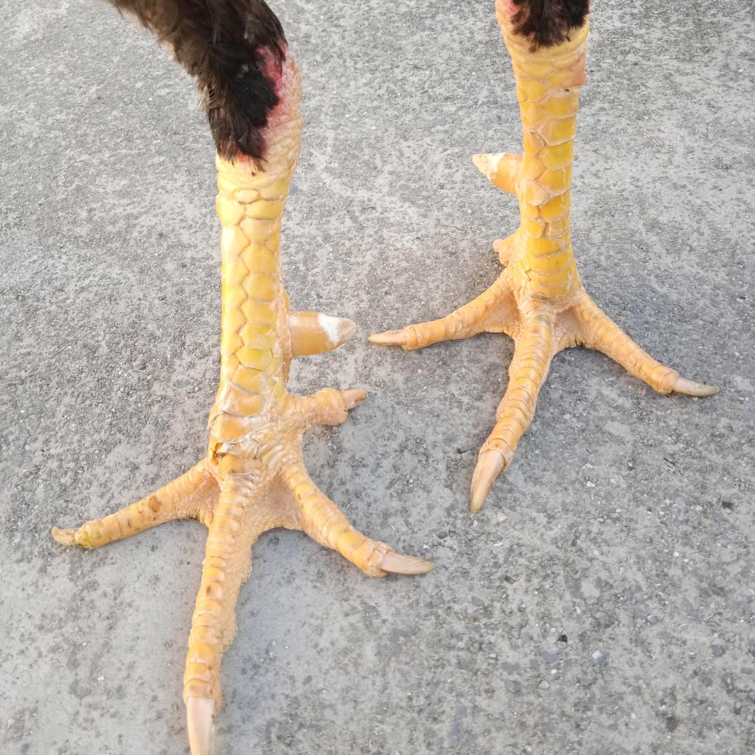 斗者道鸡