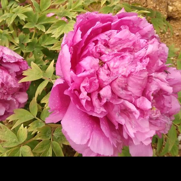 花
