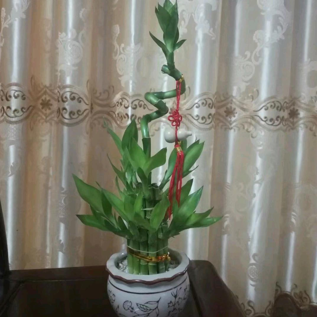 罗随缘