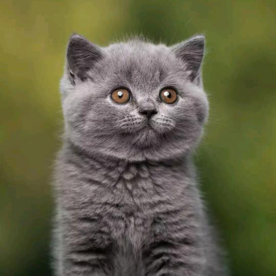 大灰猫