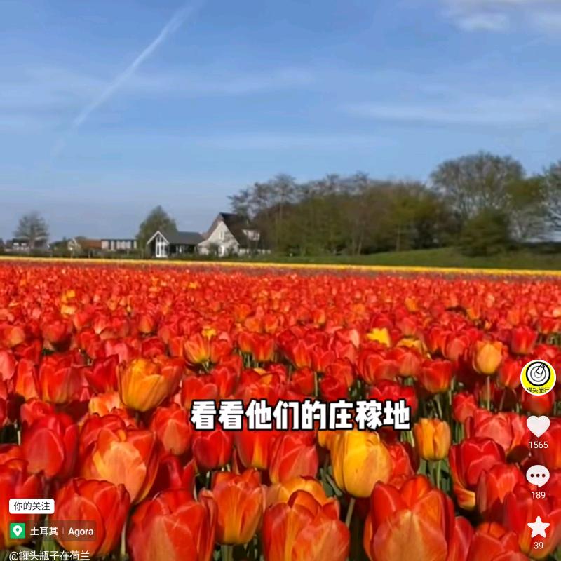 一往情深