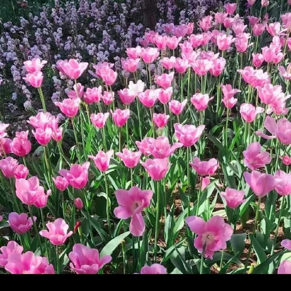 🎍现🍄来🌴玩🍄啥🌹