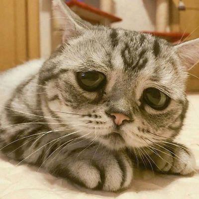森林里的麋鹿