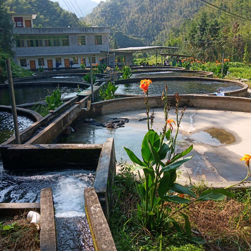 银坑水中华鲟养殖合作社