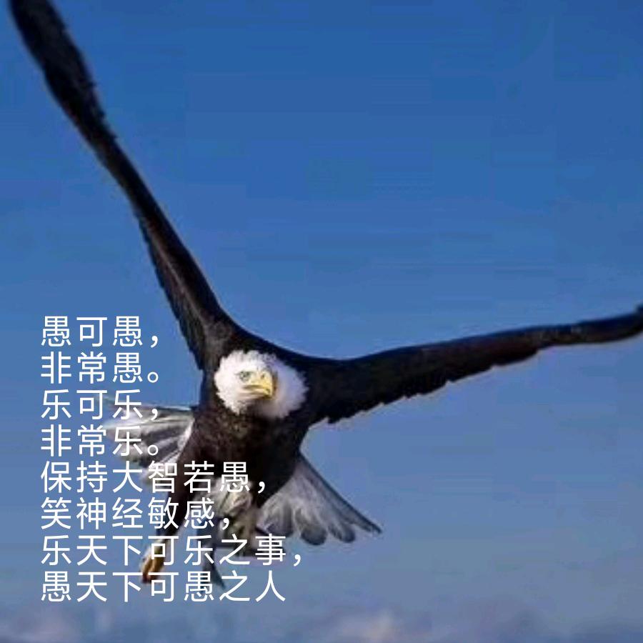 大漠孤鹰