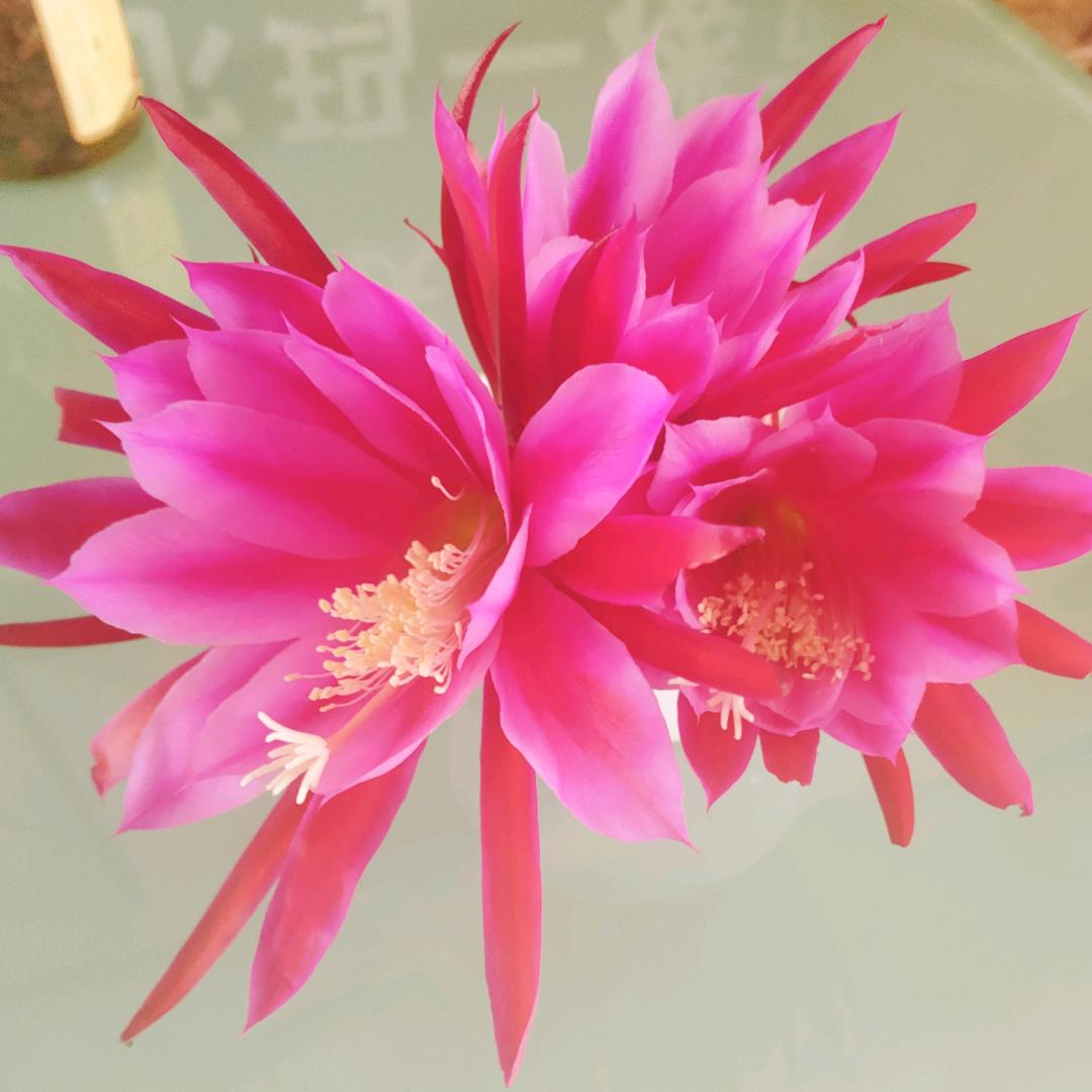 秀英