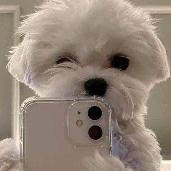 釜山流浪小狗i⋆ ☆₊⋆