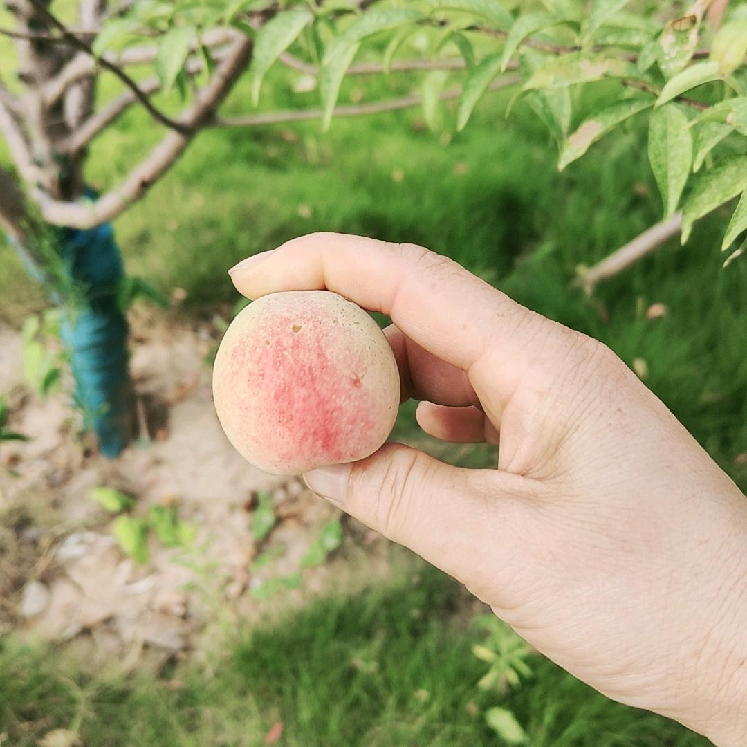 专业做西瓜批发