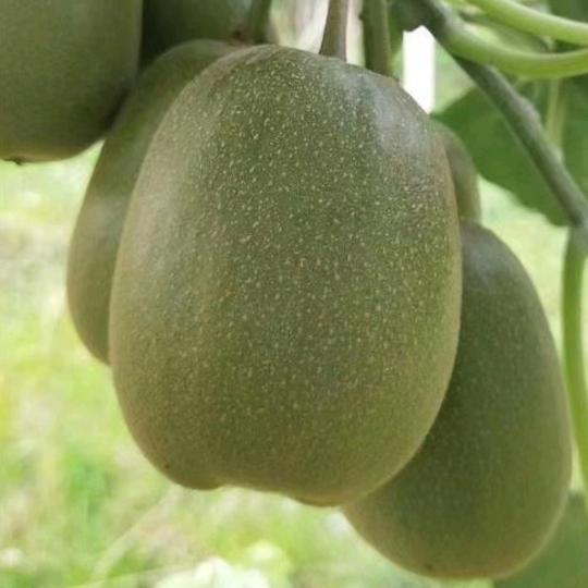 赣南红心奇异果，脐橙🍊基地.小唐