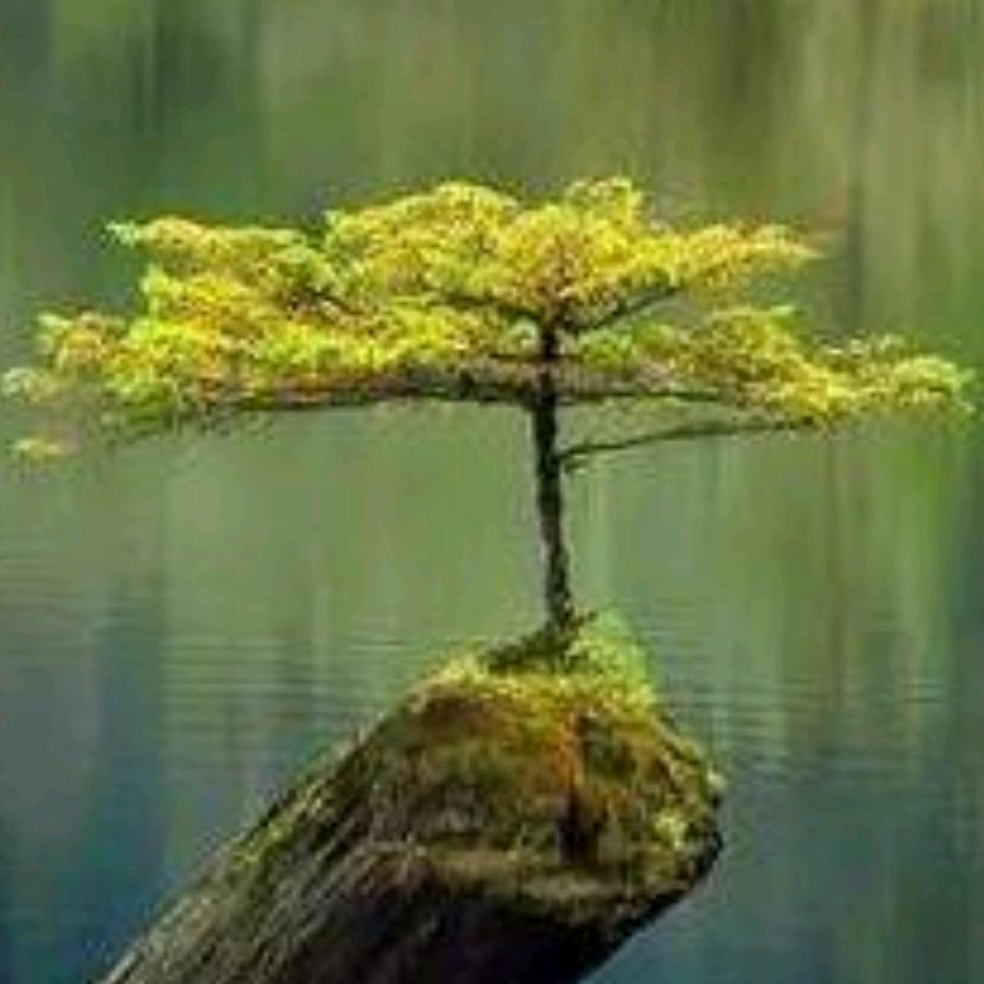 🔥🔥再起🔥🔥龙腾瑞虎🐅