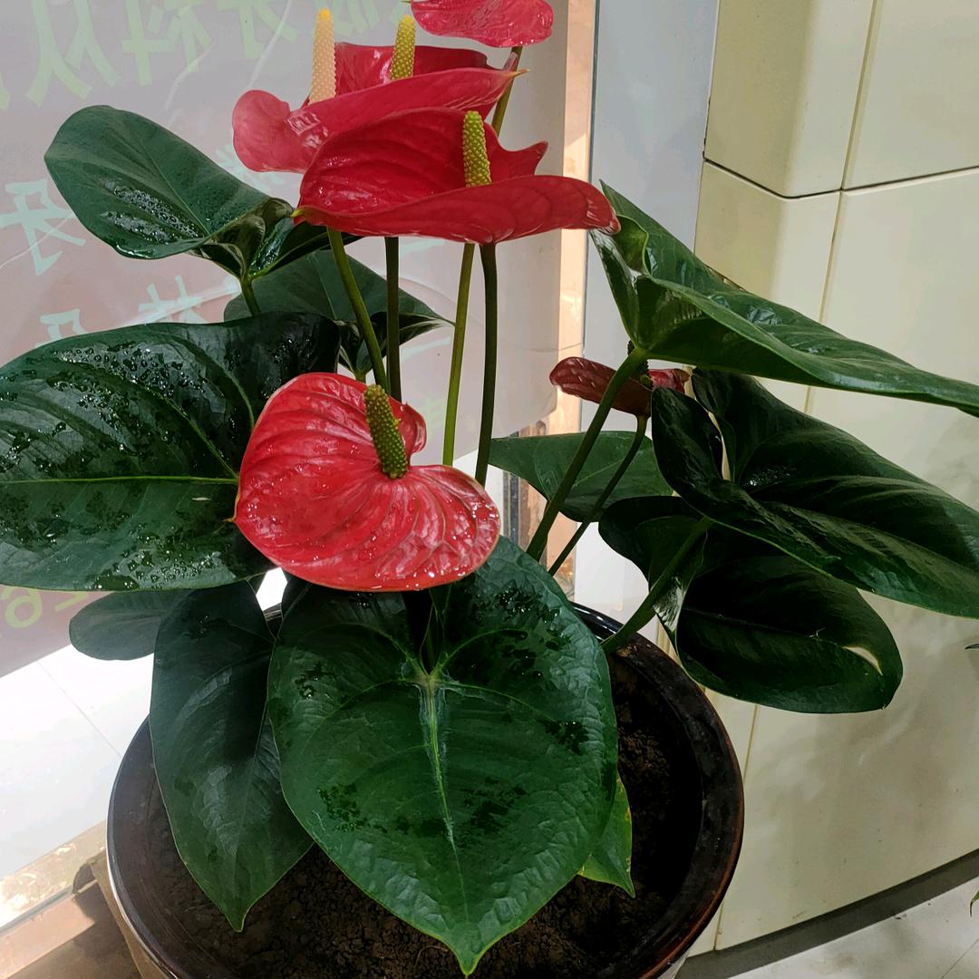 大师兄波哥