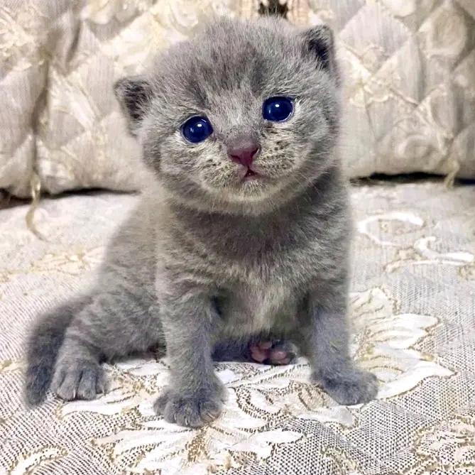 月亮不睡我不睡2.0