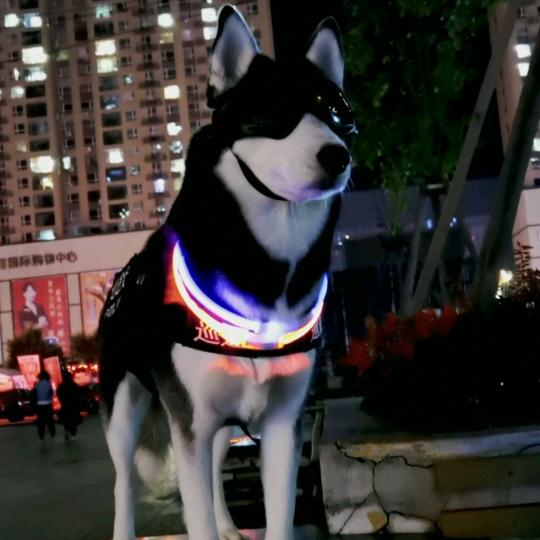 哈十奇