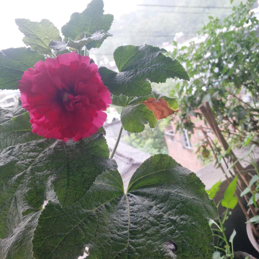芙蓉