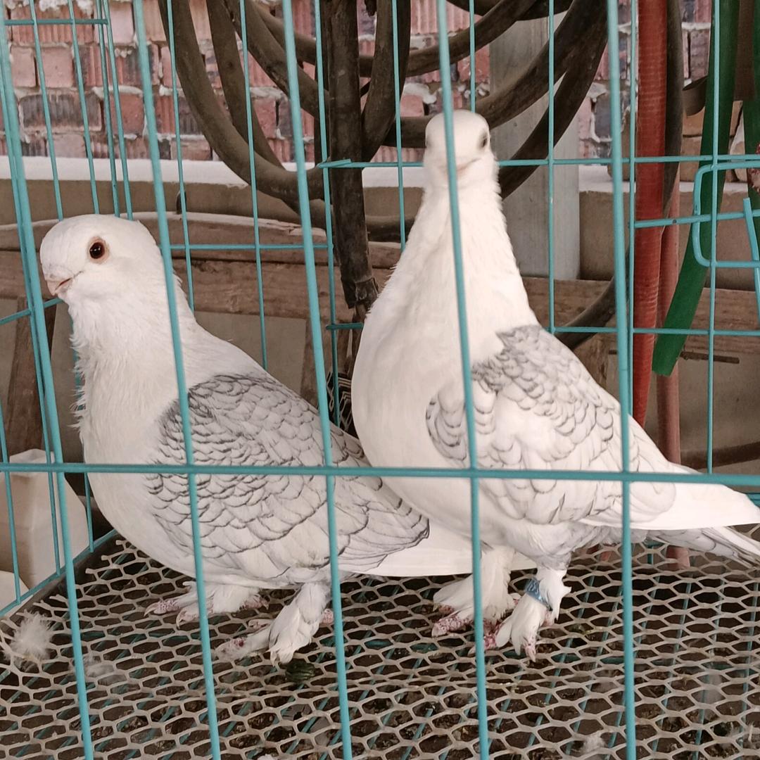 百鸽