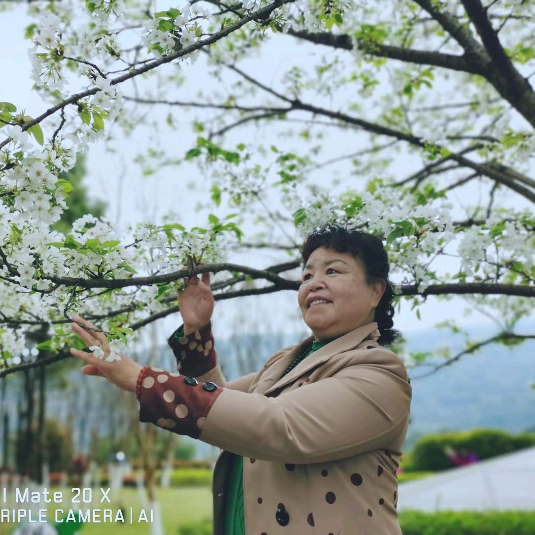 橄榄叶