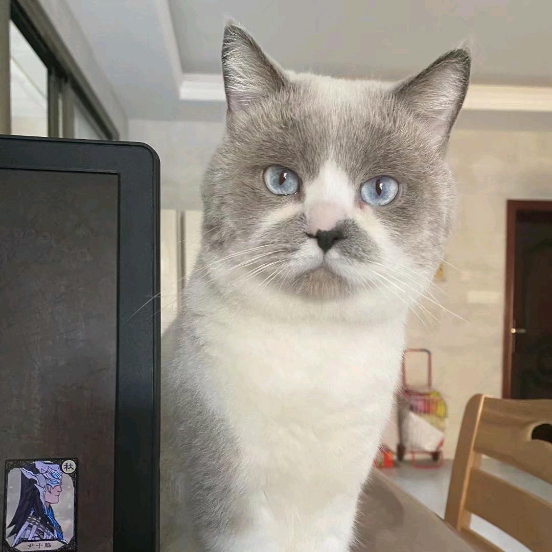 小宝家的猫