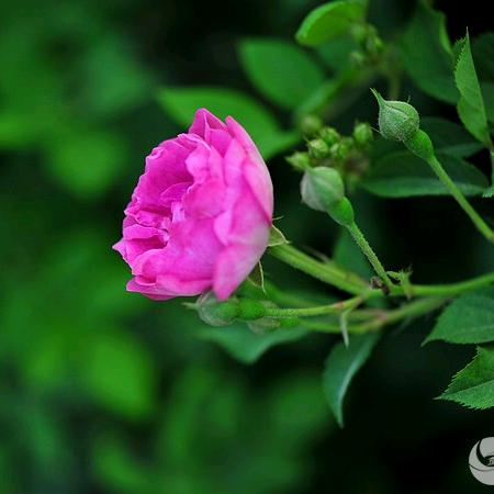 桑榆、杏里