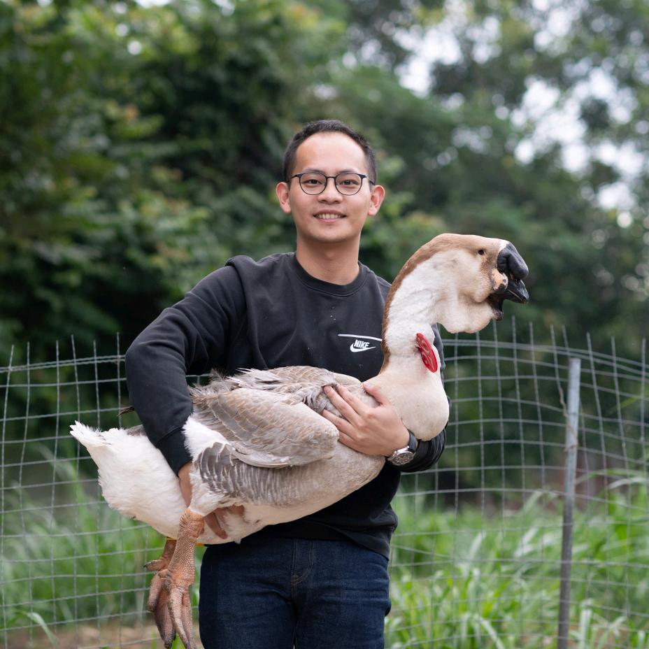 小金养大鹅